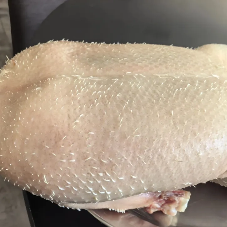 A raw duck in Switzerland showing feather density and skin condition before adaptation.